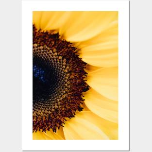 sunflower plants Posters and Art